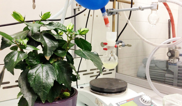 Synthetic Plant Carbohydrates 
