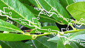 Synthetic Plant Carbohydrates