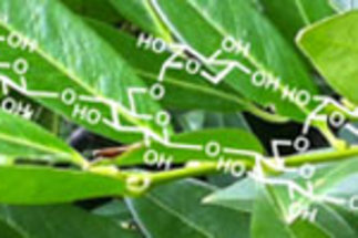 Synthetic Plant Carbohydrates