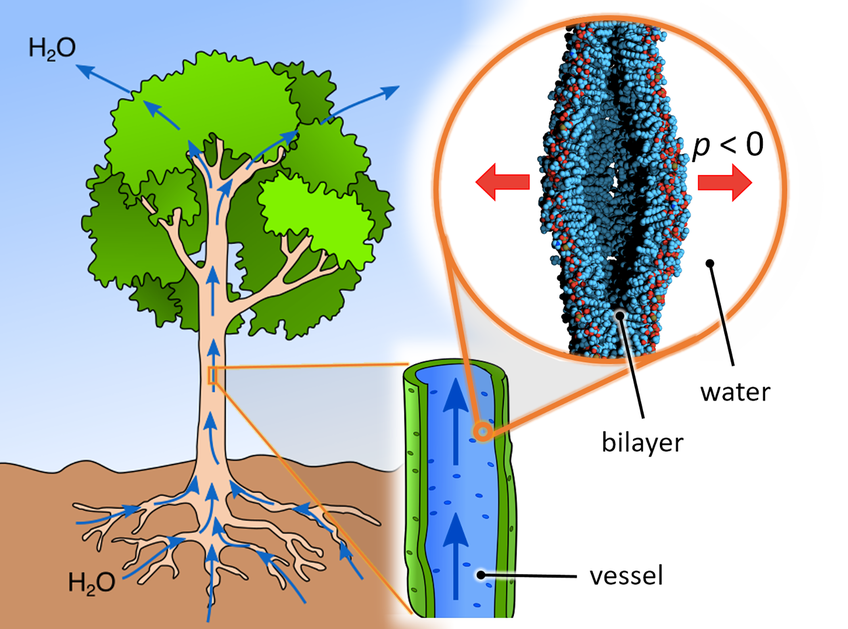 World's strongest biomaterial now comes from a tree