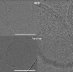 Elektronenmikroskopische Aufnahmen einer natürlichen Zellmembran (oben) und dem Polymer PDMS-g-PEO (unten) (rechts: Vergrößerung): Zellmembranen bestehen aus einer Fettschicht, in die Proteine eingebettet sind. Anders als natürlich Membrane, die eine Doppelschicht bilden, organisiert sich das Polymer zu einer einzelnen flaumigen Schicht. (Der Balken entspricht 100 Nanometern.)