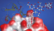 Structural  Glycobiology