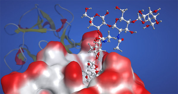 Structural Glycobiology