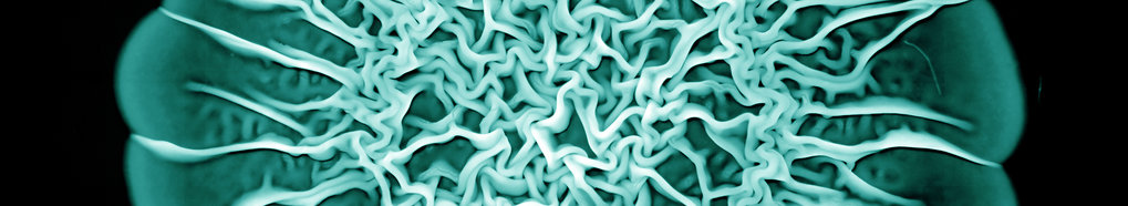Biofilm-based Materials