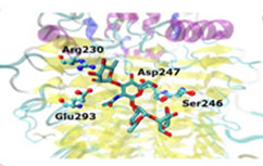 Interaction of phage Tail-Spike Proteins with O-antigenic polysaccharides