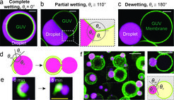 Fig. 2:
Proteinaceous droplets wet and remodel membranes in vitro and in vivo. a-c In vitro reconstituted droplets can form three distinct wetting states on membranes. We observe mutual droplet-membrane remodeling in the partial wetting state. d Droplet autophagy morphologies predicted by our theoretical model. e Live-cell imaging of droplet autophagy confirmed piecemeal degradation, as predicted by our model. f Confocal images of a live Arabidopsis thaliana plant embryo showing that wetting droplets reshape vacuole membranes. Scale bars, 5 µm (white), 2 µm (yellow). Contact angles are indicated.