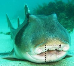Port Jackson shark
