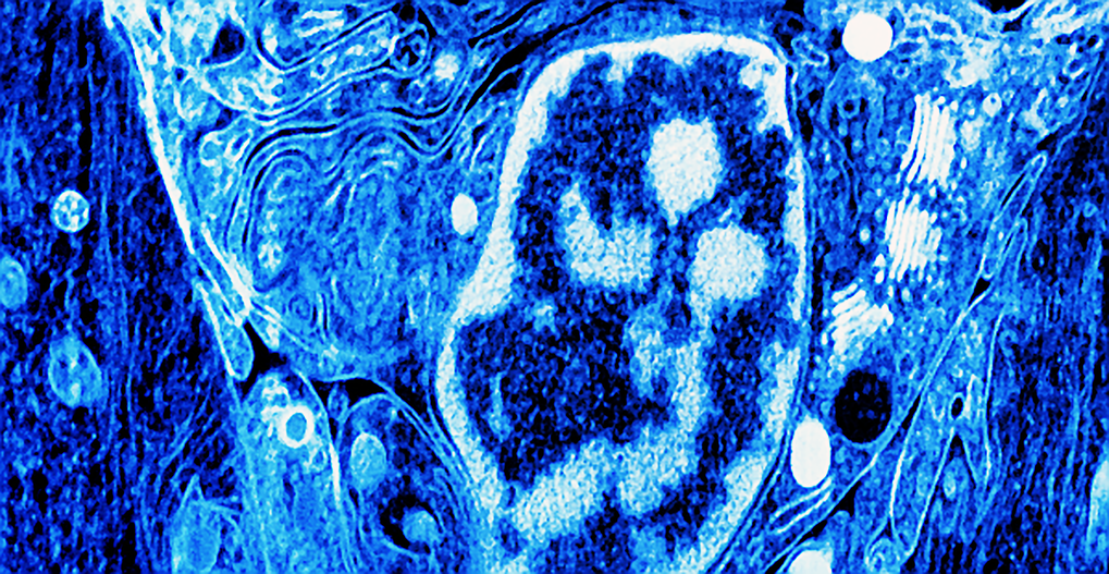 3D imaging of forming tissues
