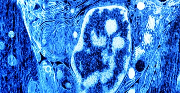 3D imaging of forming tissues