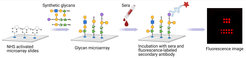 Synthesized oligosaccharides on microarray slides, together with unrelated synthetic glycans for control. Addition of sera from infected pigs, detection of antibodies with fluorescently labeled secondary antibodies.