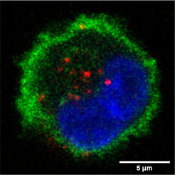 Langerhanszelle, die das Langerhans Cell Targeted Delivery System (LC-TDS) aufgenommen hat (rot markiert).