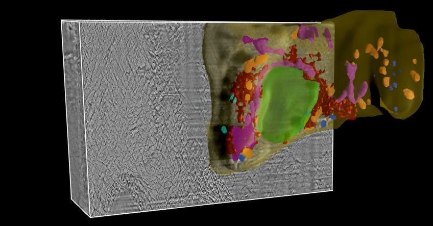 Development of Mineralized Skeletal Materials