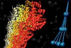 Microtubuli
