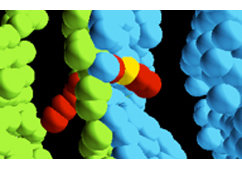 Membrane remodelling
