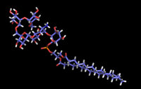 Glykosylphosphatidylinositolen (GPIs)
