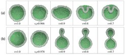 Shape transformations of two spherical nanovesicles (NVs) with volume u = 1.0 when their volume is reduced to v = 0.7 via osmotic deflation. The spherical NVs have the same size and are built up from the same total number of lipids but differ in their leaflet tensions which are controlled by the number of lipids assembled in each leaflet. The spherical NV has a compressed inner leaflet in (a) and a compressed outer leaflet in (b). As a consequence, the spherical NV transforms into a stomatocyte in (a) and into a dumbbell in (b).