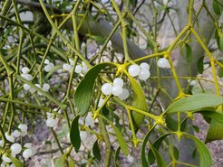 Close up of mistletoe berries containing sticky seeds