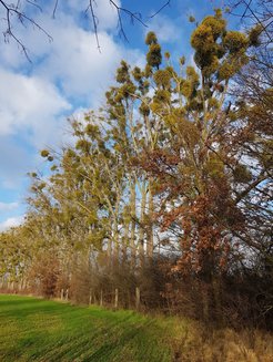 Poplars plagued by mistletoe on campus