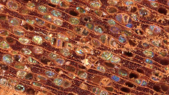 Multifunctional Biocomposites Multifunctional Biocomposites