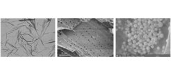 Three main components of wood isolated in their nanoform