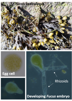 Fucus vesiculosus