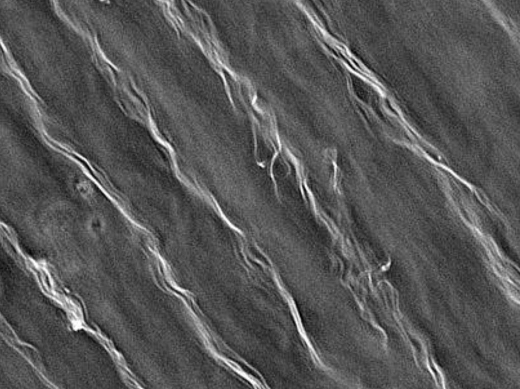 Biological Adhesive Systems