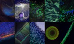 Structurally coloured Flavobacteria colonies or films