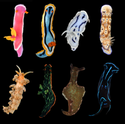 Colourful sea slugs