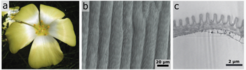 Grielum humifusum flower and corresponding microscopy images.