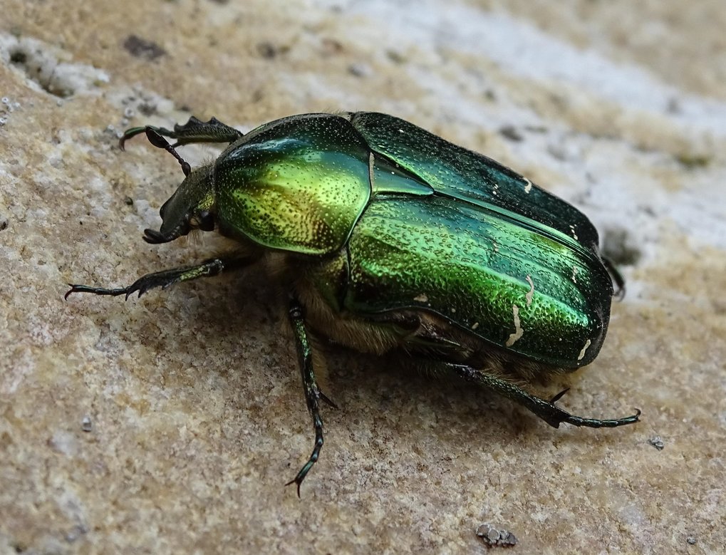 Cetonia aurata beetle