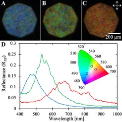 Chitin films and corresponding reflection spectra