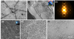 Electron microscopopy images