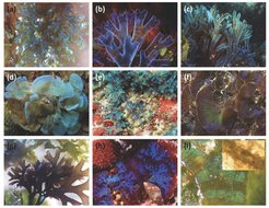Structural colouration in brown and red algae