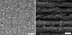 Elektronenmikroskopische Aufnahmen von Chitin-Nanokristallen