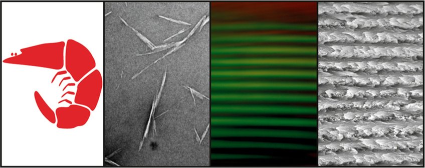 Self-Assembly of Aqueous Chitin Nanocrystal Suspensions Selbstorganisation von wässrigen Chitin-Nanokristallsuspensionen