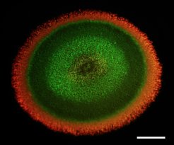 Flavobacterium IR1