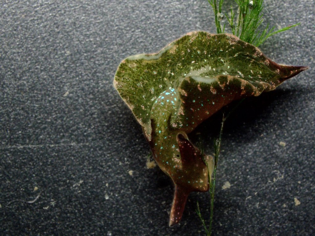 Grüne Samtschnecke (Elysia viridis) 