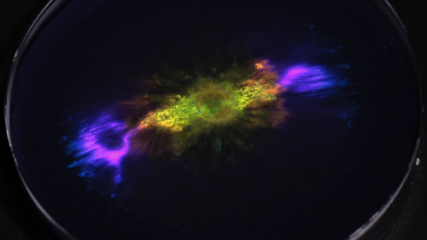 Structurally coloured Flavobacteria Strukturgefärbte Flavobakterien