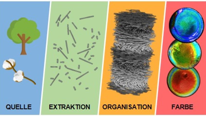 Selbstorganisation von Cellulose-Nanokristallen Selbstorganisation von Cellulose-Nanokristallen