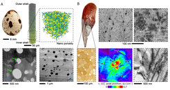 Development of mechanical deformations in complex ceramics. A) Intracrystalline nanoporosity, B) Intracrystalline organic inclusions (upper panel) and organic interfaces can alter the mechanical response of materials (i.e., convert inherently britte ceramics to plastic ceramics which behave such as metals). These microarchitectural complexities often permit the integration of unlike functions and promote materials' multifunctionality.