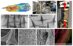 Hard-soft interfaces of the pufferfish armored skin undergo extreme strain mismatches to convert linear skin motion to spine rotations. Our HFSP-funded research aims to understand how actuation mechanisms can be encoded at an interface.