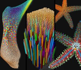 Watershed-based Image Segmentation of 3D Biological Tomography Data