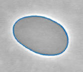 click for movie of fluctuating vesicle