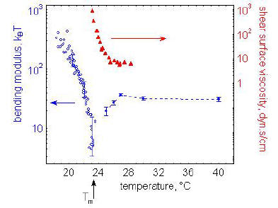 membrane viscosity & elasticity colse to the phase transition