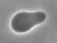 click for movie of budding vesicle