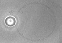 click for movie on encapsulation